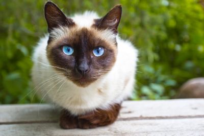 Get Health Coverage for Your Siamese Cat Today!