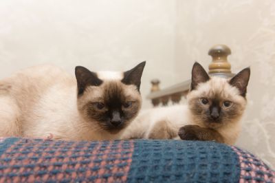 Health Plans for Multiple Siamese Cats Are Also Available