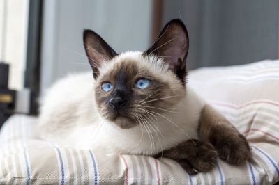 Siamese Cat Health Insurance, Siamese Cat Insurance, New Hampshire